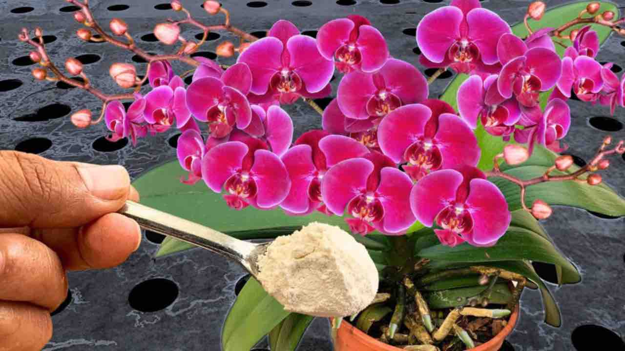 Lush orchids