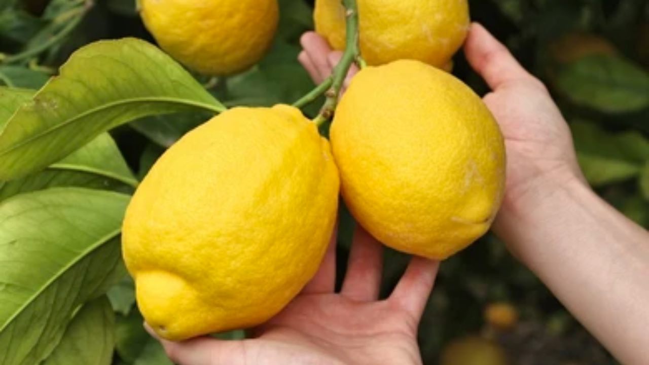 huge lemons