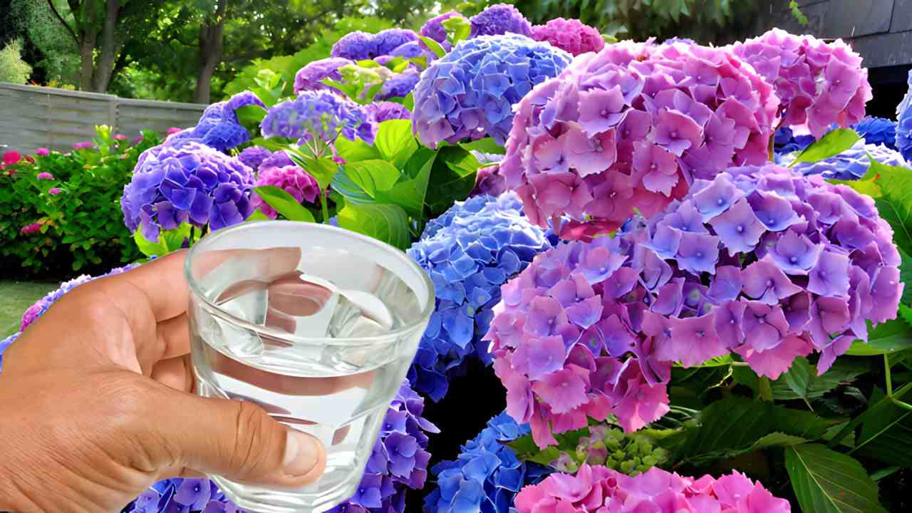 Colorful hydrangeas