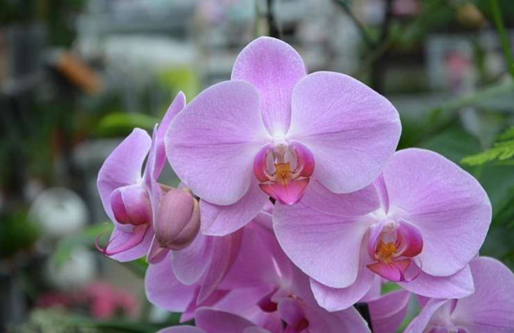Orchid