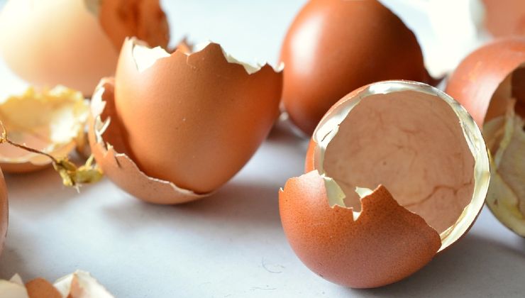 Egg shells Egg shells