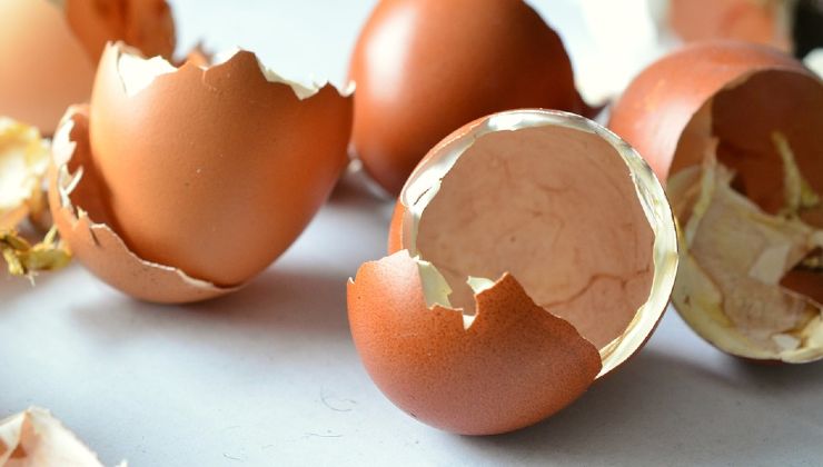 eggshell fertilizer eggshell fertilizer