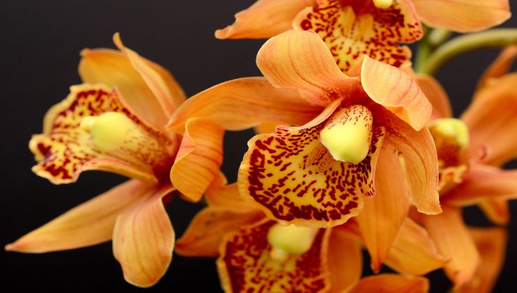 Orchids: here is a very powerful fertilizer