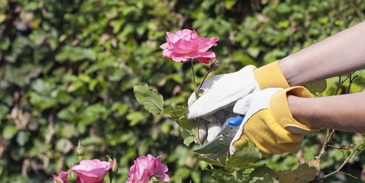 Cutting a rose bush - source: spm Cutting a rose bush - source: spm