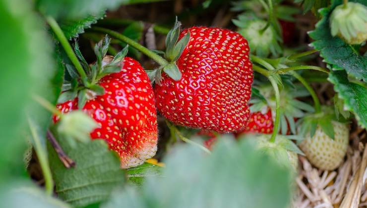 Strawberries in tube