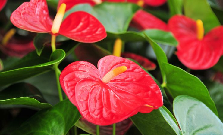Flowering Anthurium Flowering Anthurium