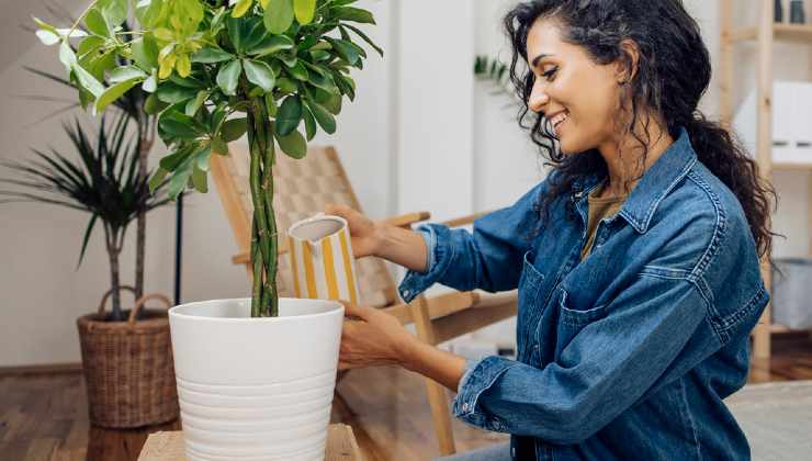 method for balcony plants method for balcony plants
