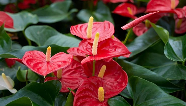 Anthurium Anthurium