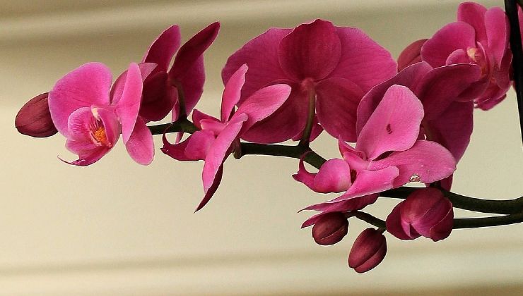 healthy orchid healthy orchid