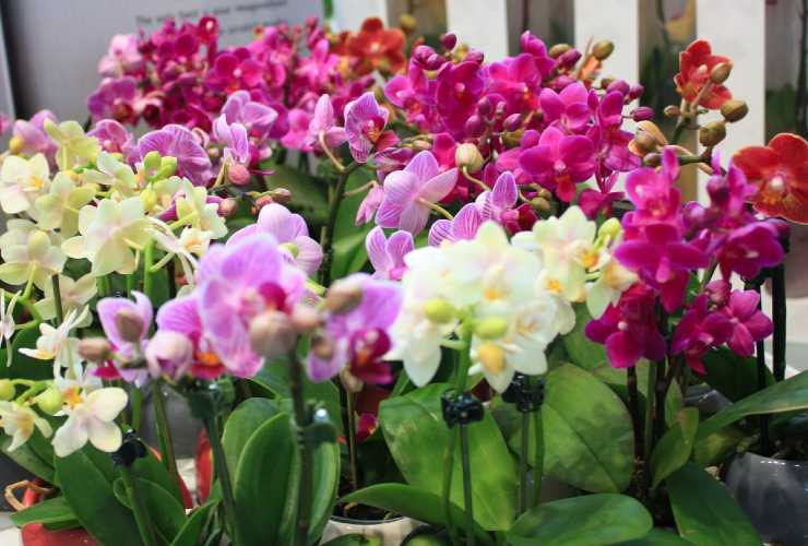 Varieties of orchids Varieties of orchids