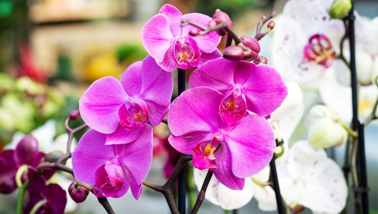 orchidea orchid