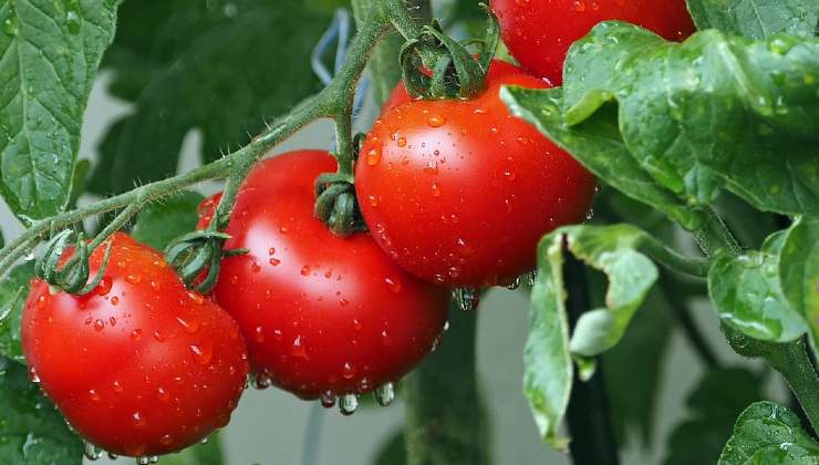 Pomodori coltivazione Cultivation tomatoes
