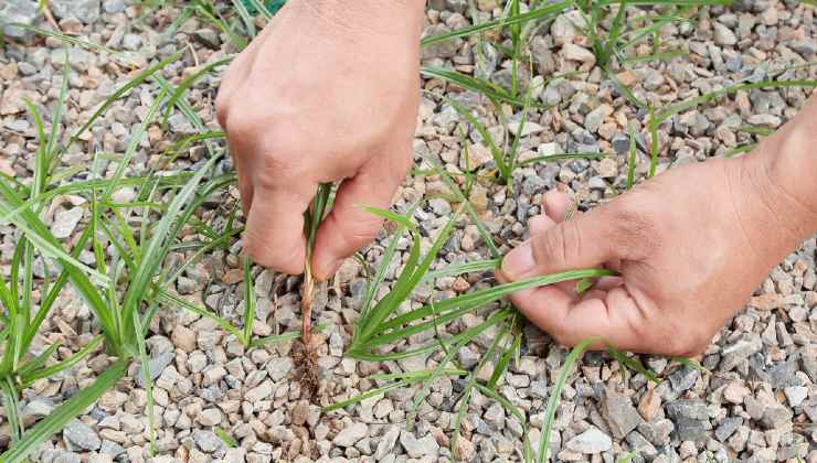 Pull weeds