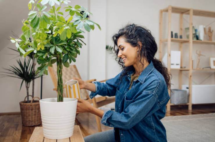House plant House plant