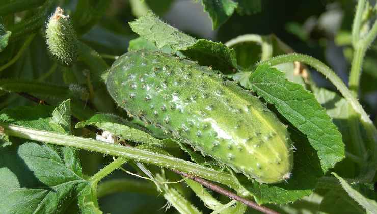 Propagare cetrioli Propagating cucumbers