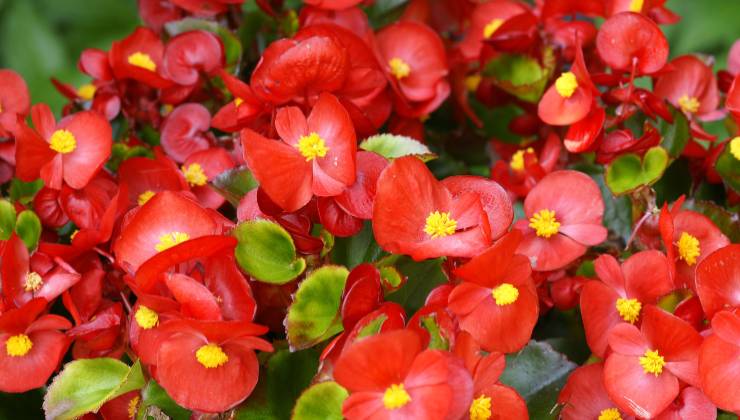 Begonias Begonias