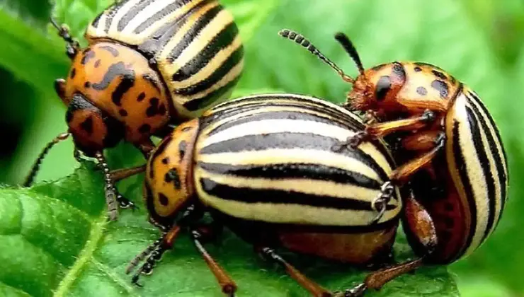 Coleottero delle patate Potato beetle