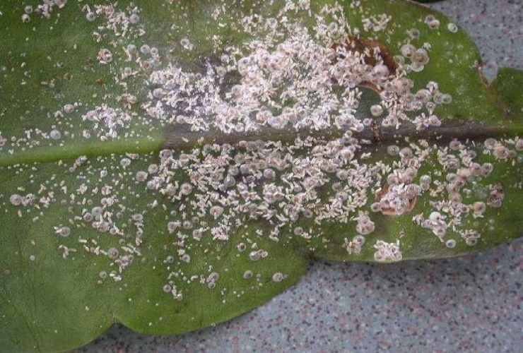 Parassiti su foglia Pests on leaf