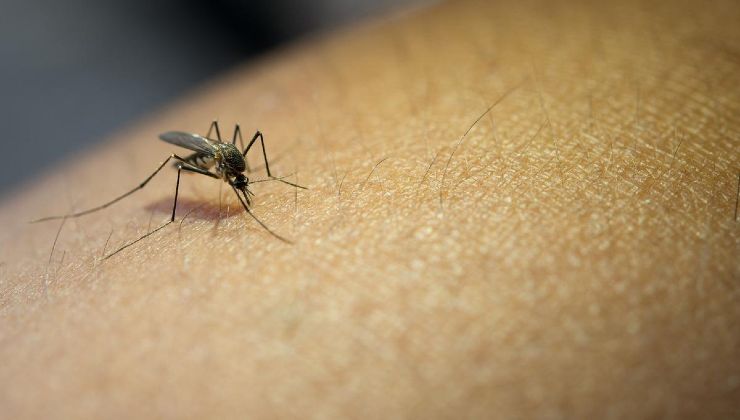 Zanzara sulla pelle Mosquito on the skin