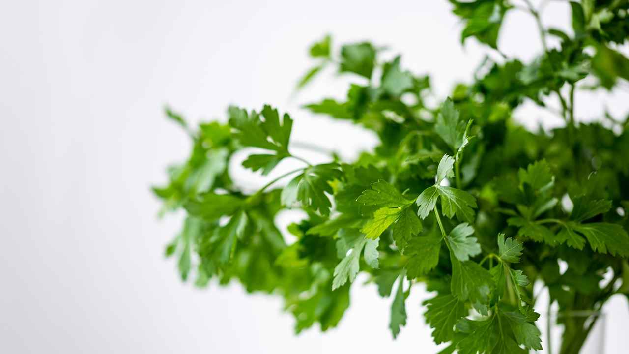 parsley