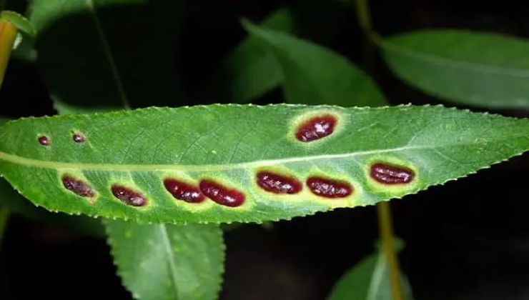 Parassiti su foglia Pests on leaf