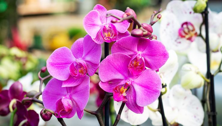 Healthy orchid with vibrant leaves