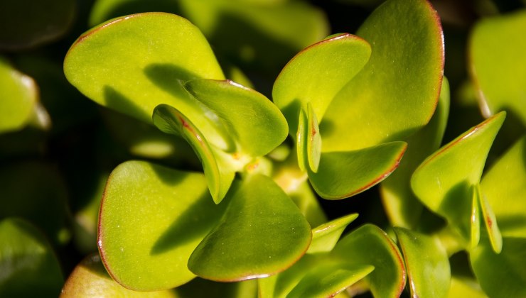 Albero dei soldi o crassula Money tree or crassula