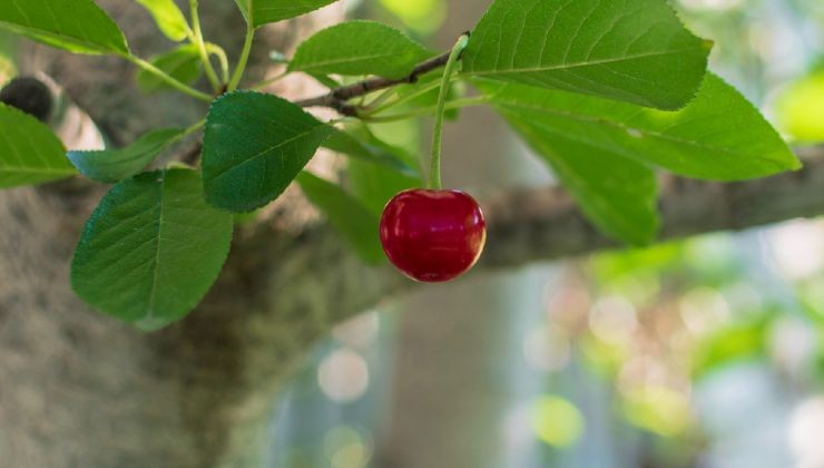Pianta di ciliegio Cherry tree