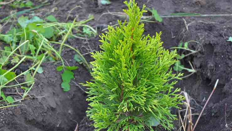 Propagare cipresso tuia Propagate thuja cypress