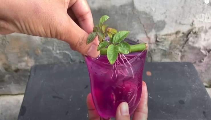 Propagate roses Propagate roses