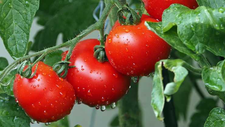 Tomatoes cultivation