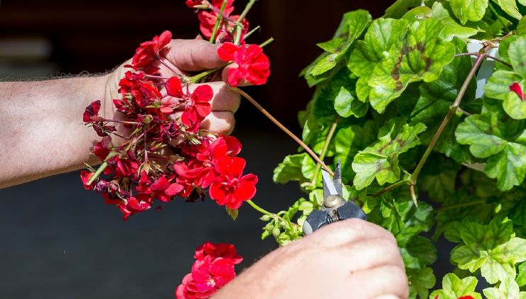 Prune geraniums