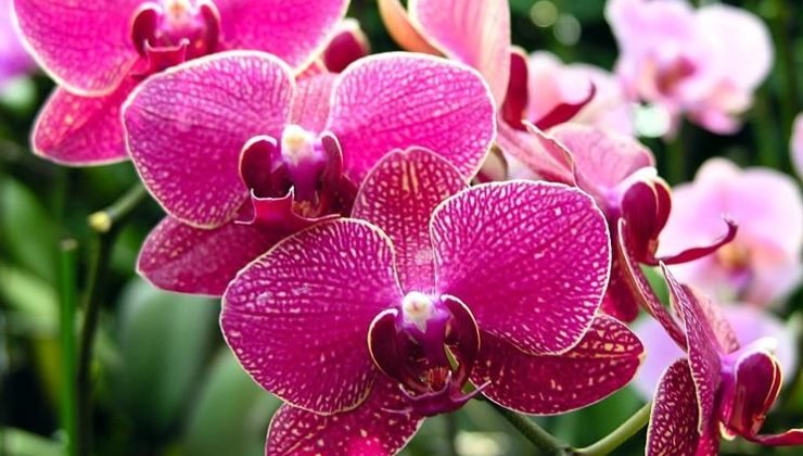 Orchids