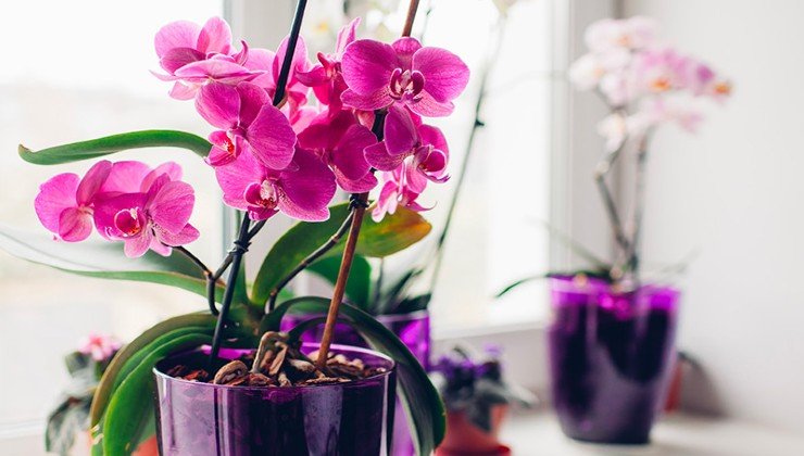Orchid plants