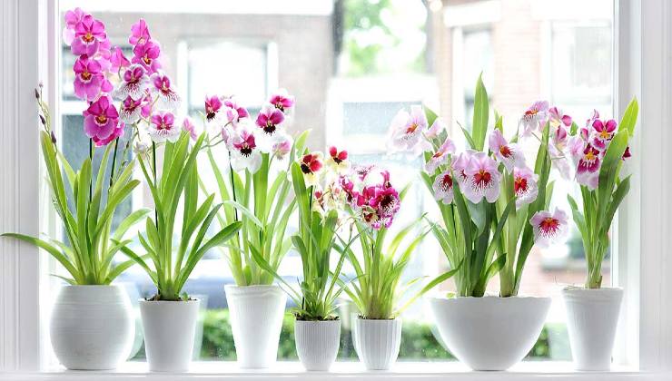 Orchids