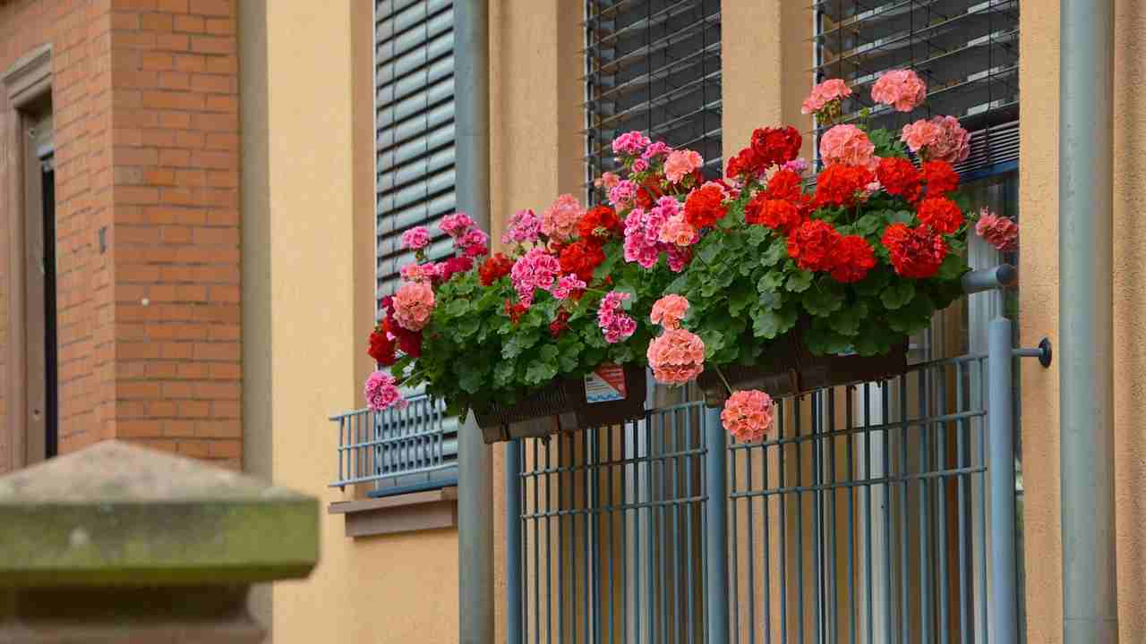 geraniums