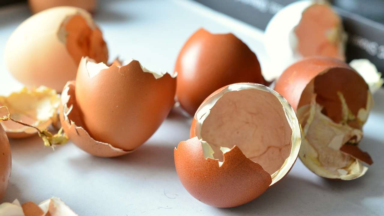 Egg shells