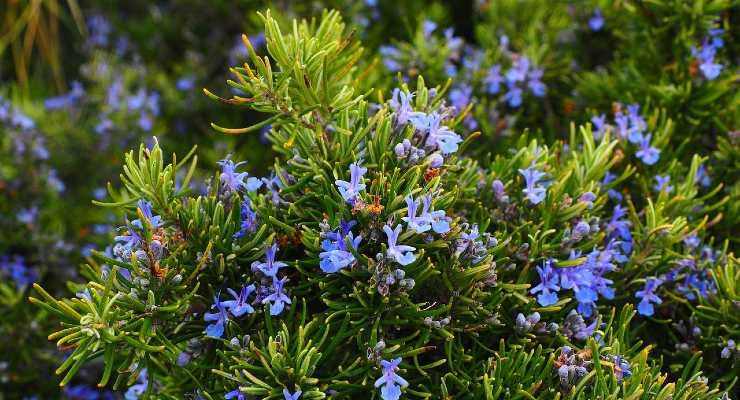 Constantly thick rosemary Constantly thick rosemary