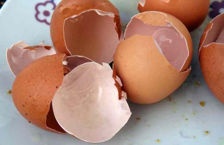 garden egg shells