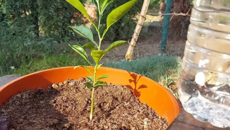 Drip irrigation system