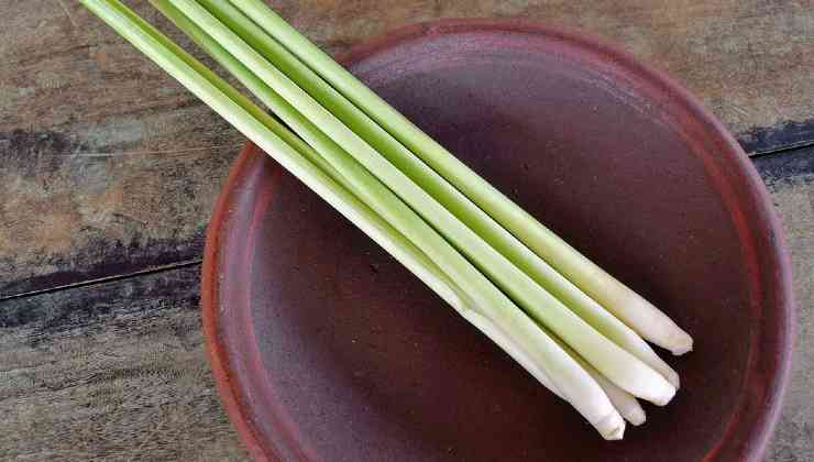 grow lemongrass grow lemongrass