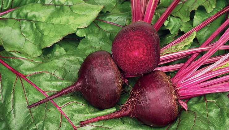 Beetroot Beetroot