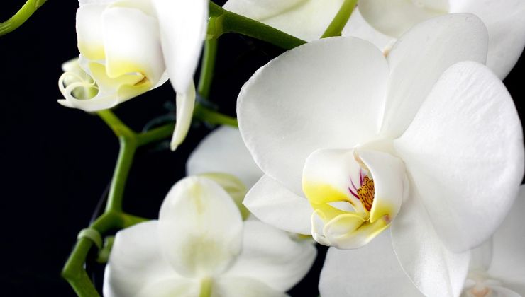 soil for orchids soil for orchids