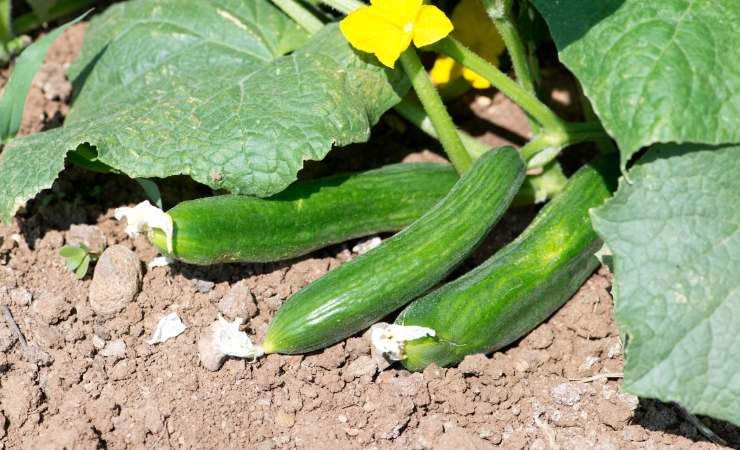 Cucumber plant Cucumber plant