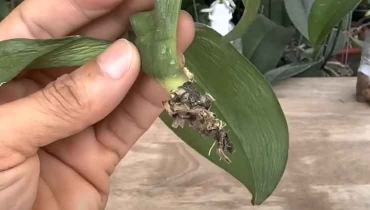 Orchid without roots