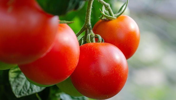 Tomatoes in abundance 