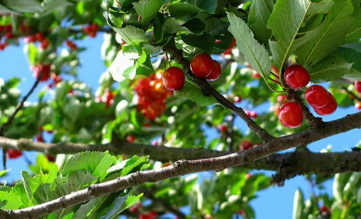 Piantare un melo in giardino Planting an apple tree in the garden