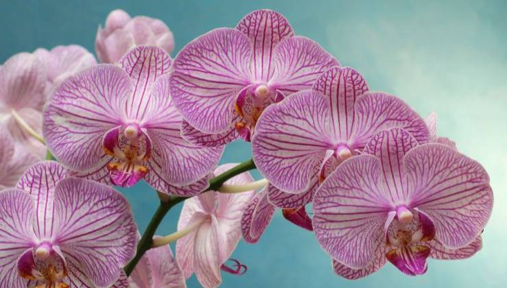 Lush orchids Lush orchids