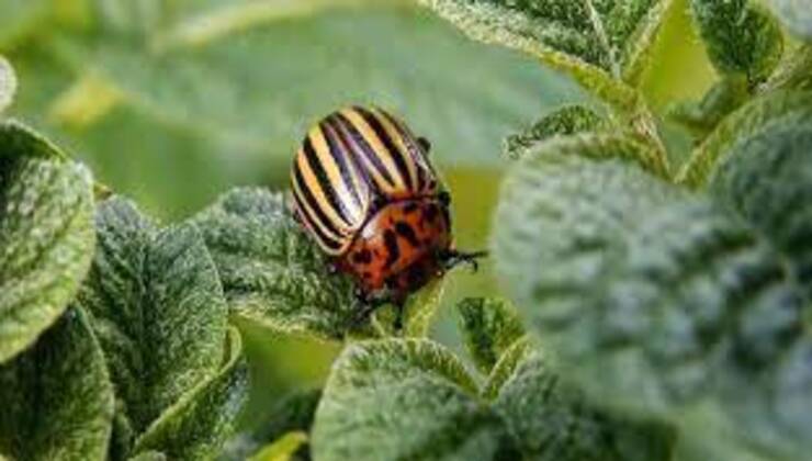 Coleottero patata Potato beetle