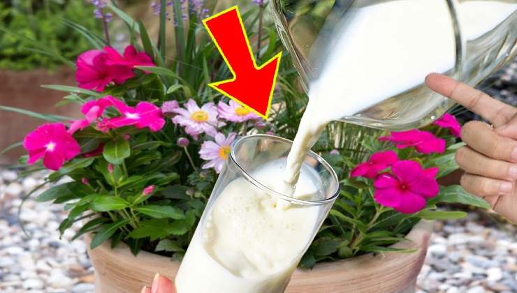 Latte per creare un potente antiparassitario Milk to create a powerful pesticide